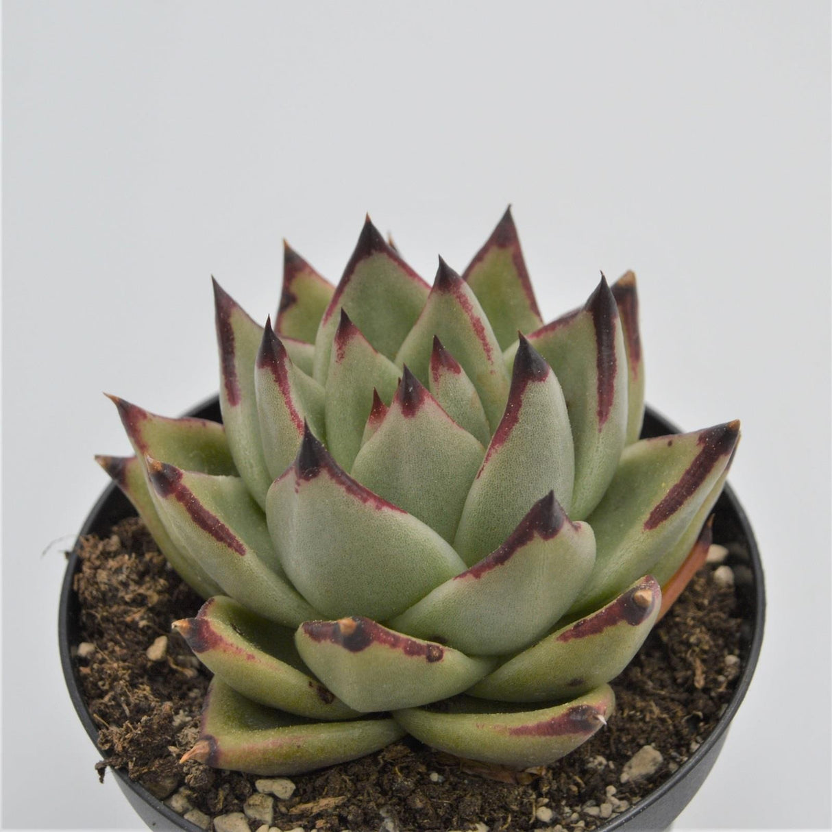 Echeveria agavoides Ebony - 8.5cm