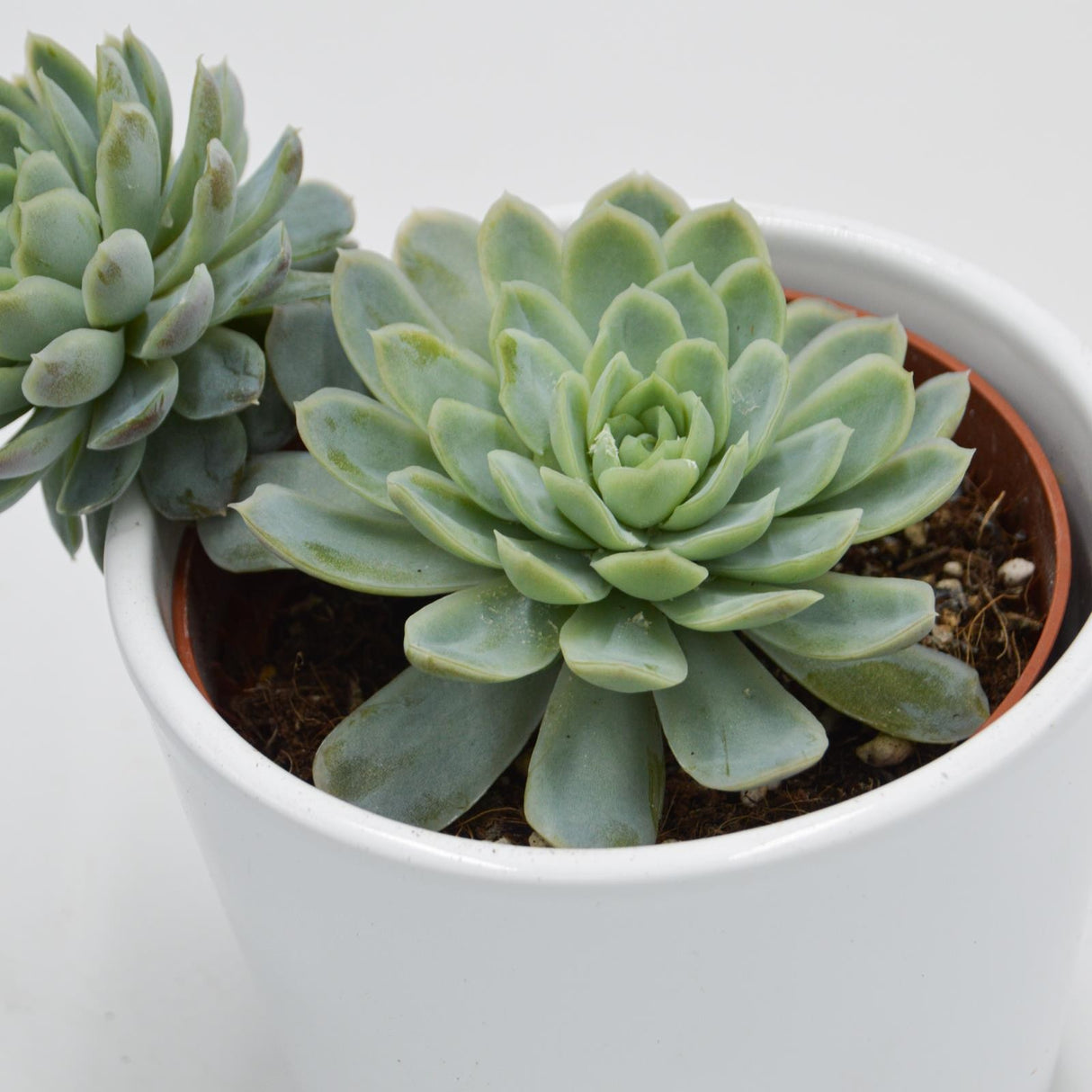 Echeveria elegans - 10.5cm