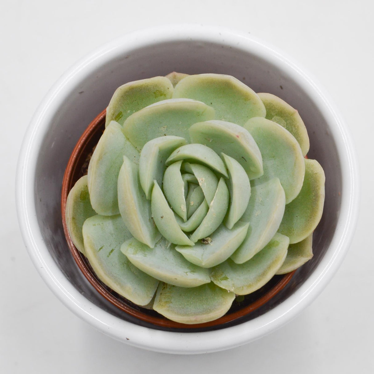 Echeveria elegans - 5.5cm