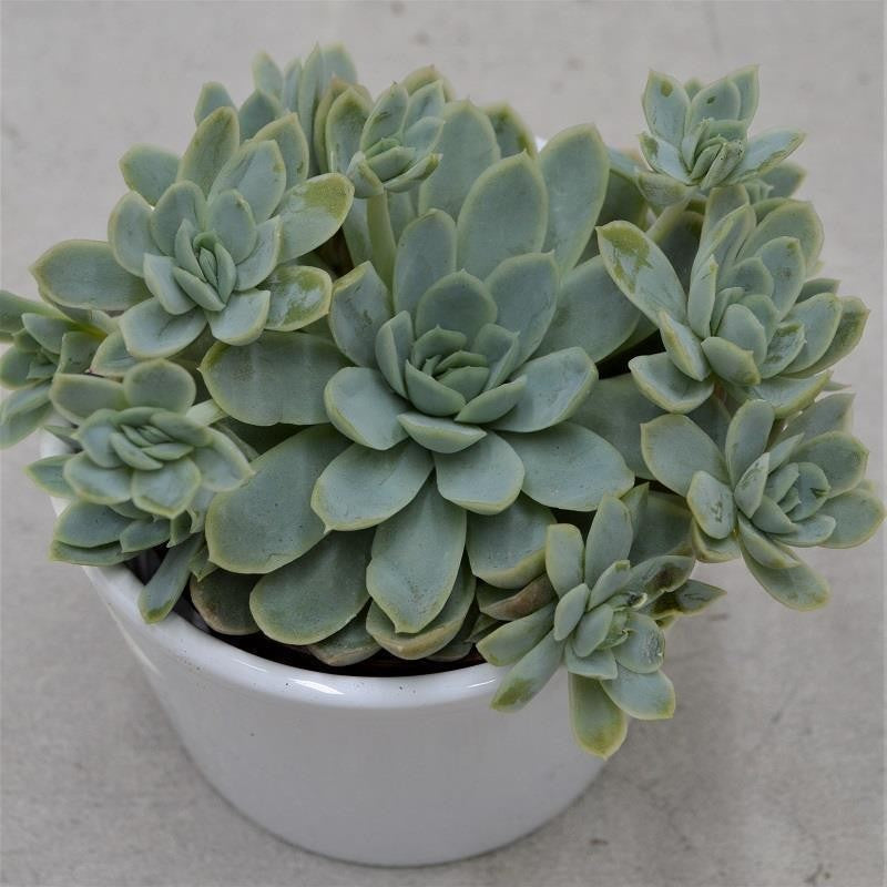 Echeveria elegans - 8.5cm