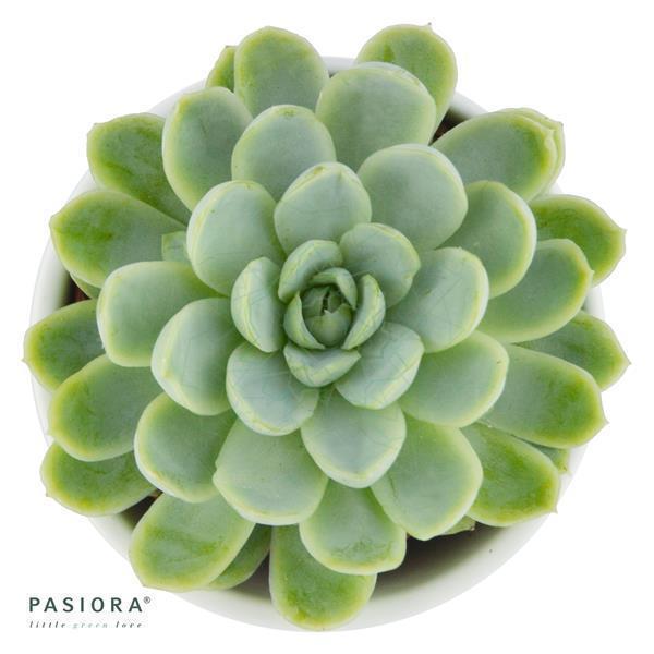 Echeveria elegans - 5.5cm