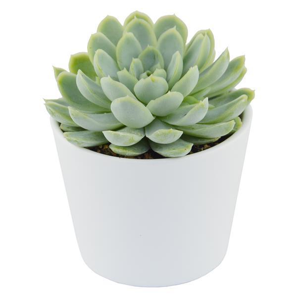 Echeveria elegans - 5,5cm