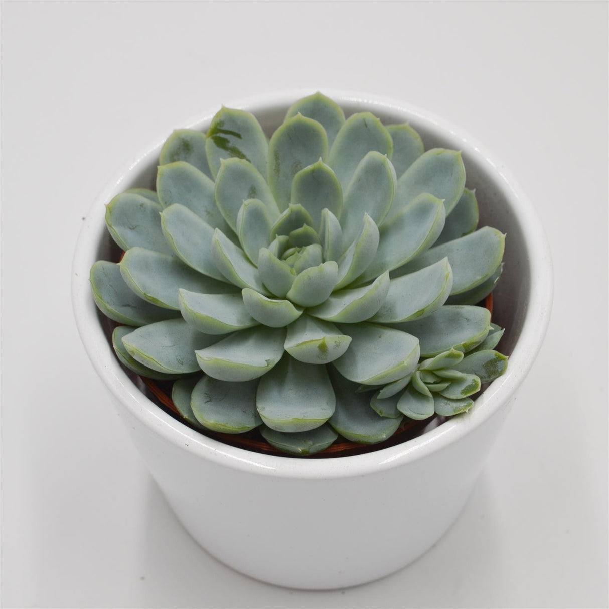 Echeveria elegans - 8.5cm