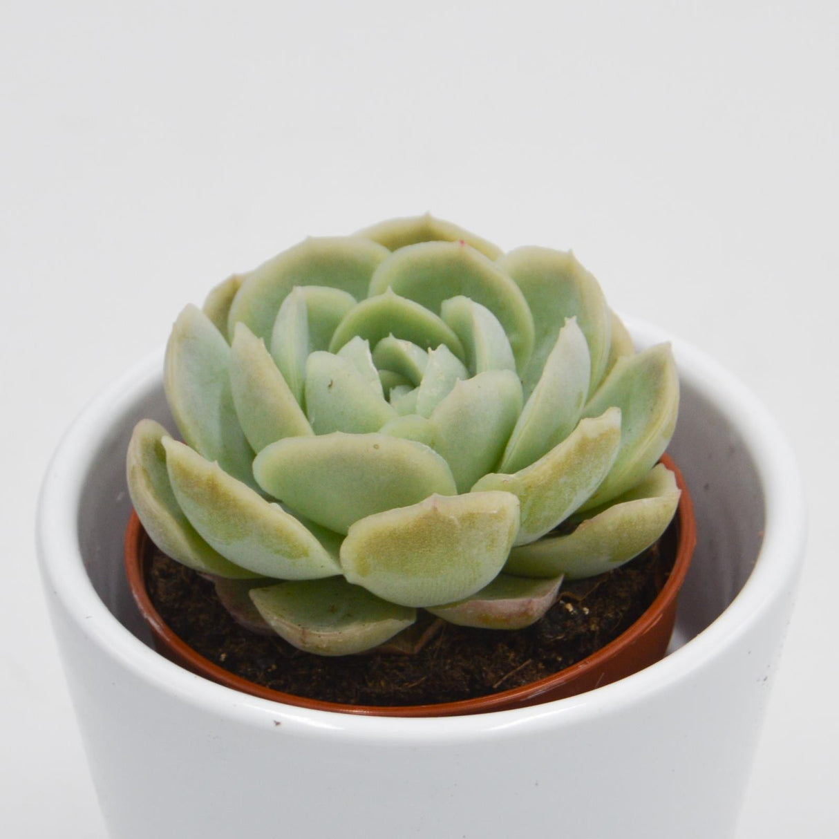 Echeveria elegans - 5.5cm