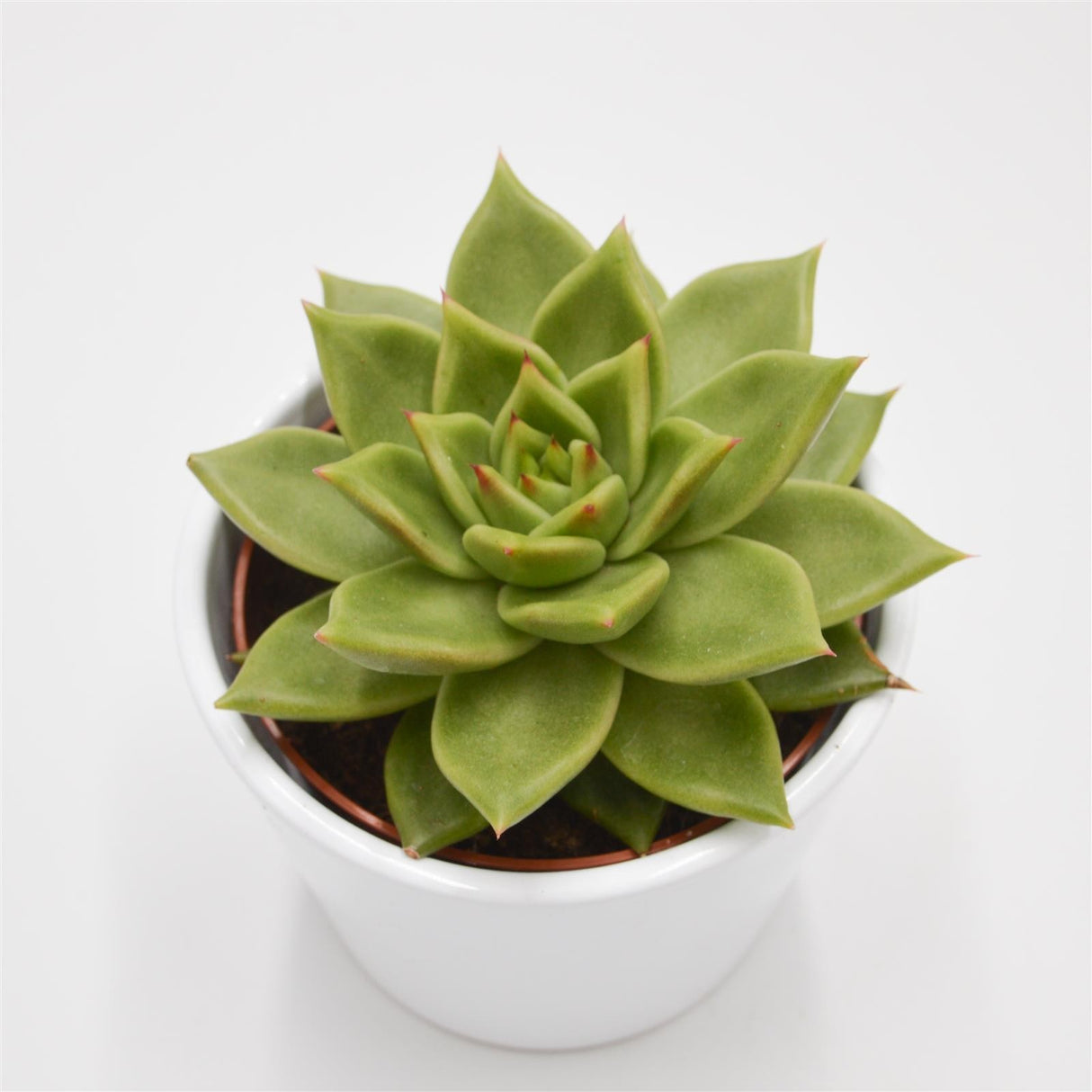 Echeveria Elize - 10.5cm