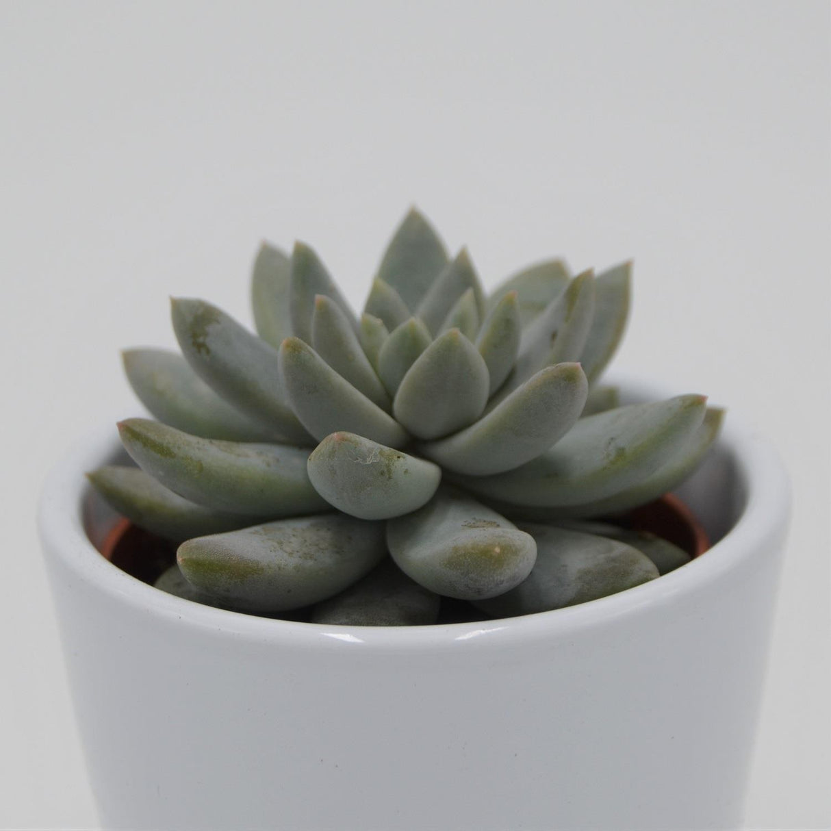 Echeveria Estrela - 6cm