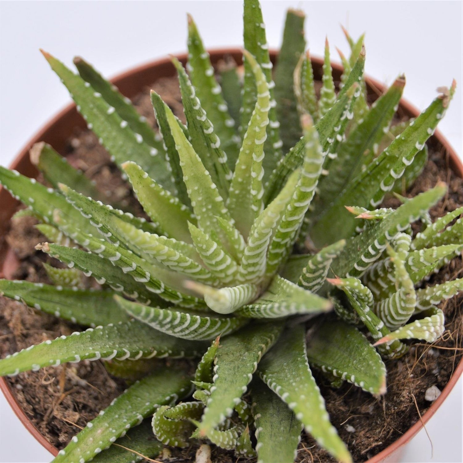 Haworthia fasciata Variegata - 10.5cm