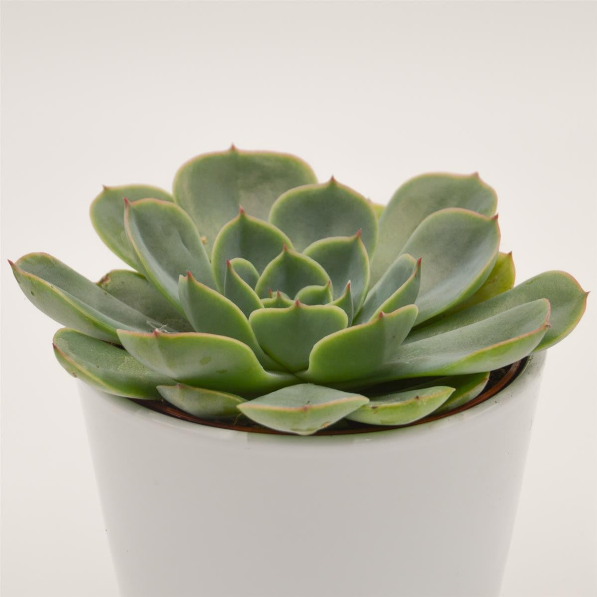 Echeveria Fora - 12cm