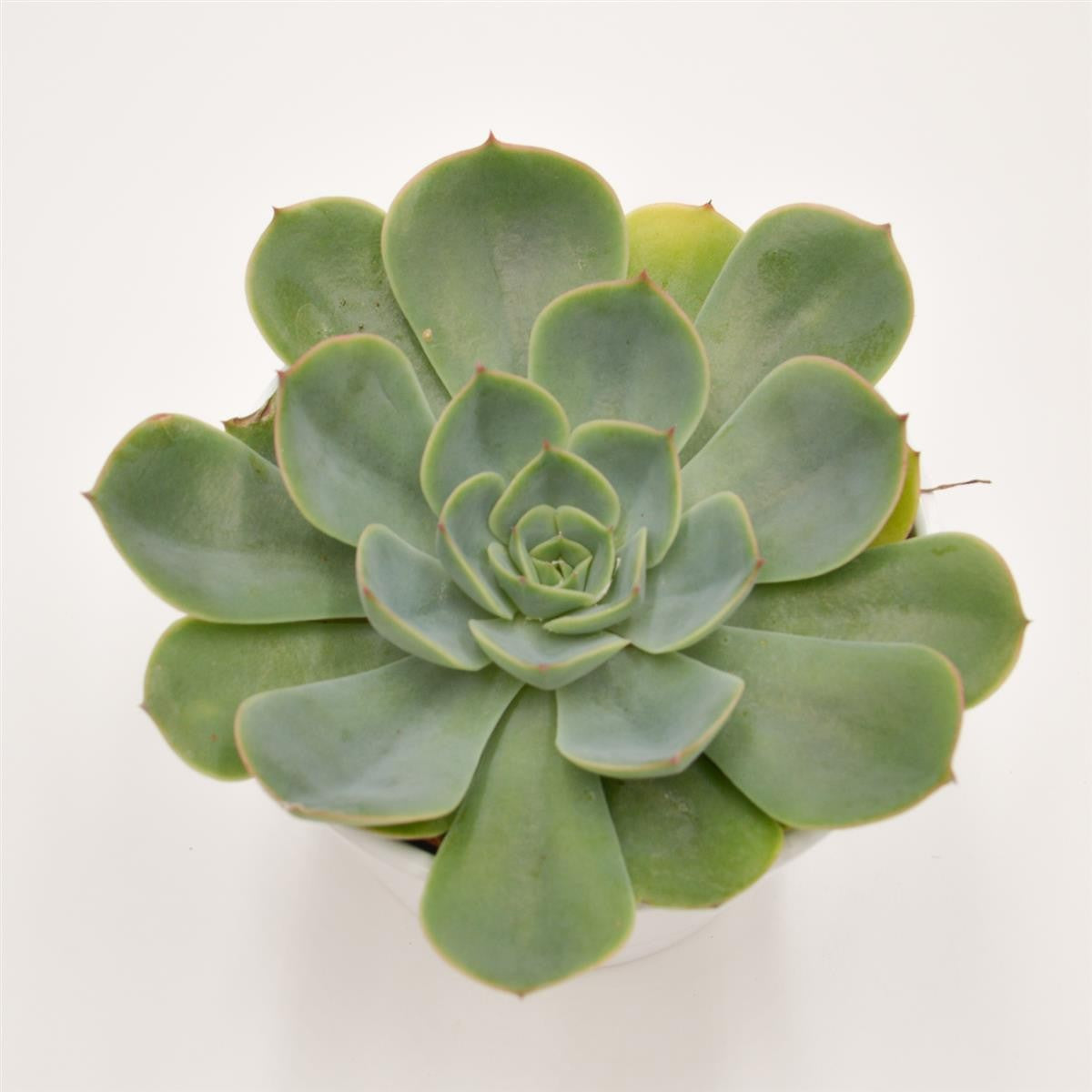 Echeveria Fora - 12cm