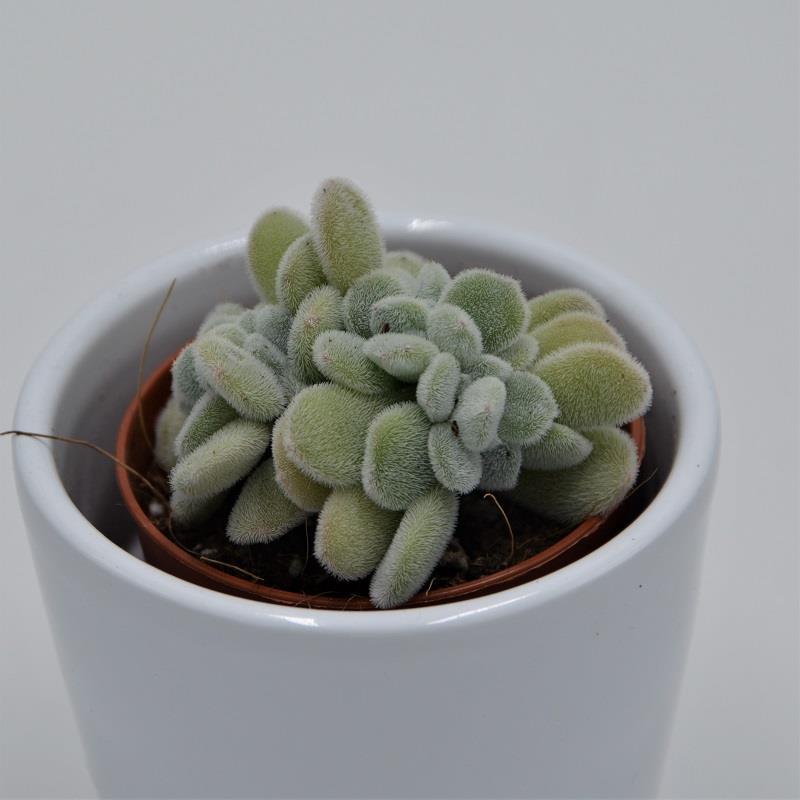 Echeveria pulvinata Frosty f. cristata - 5.5cm