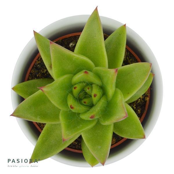 Echeveria agavoides Lipstick - 6cm