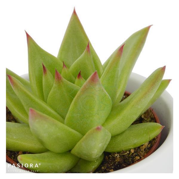 Echeveria agavoides Lipstick - 6cm