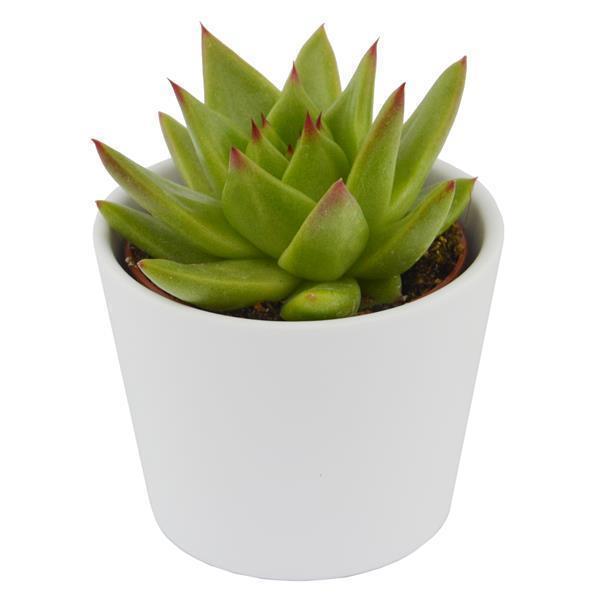 Echeveria agavoides Lipstick - 6cm