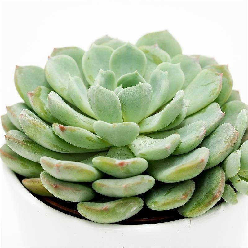 Echeveria Garoto - 10.5cm