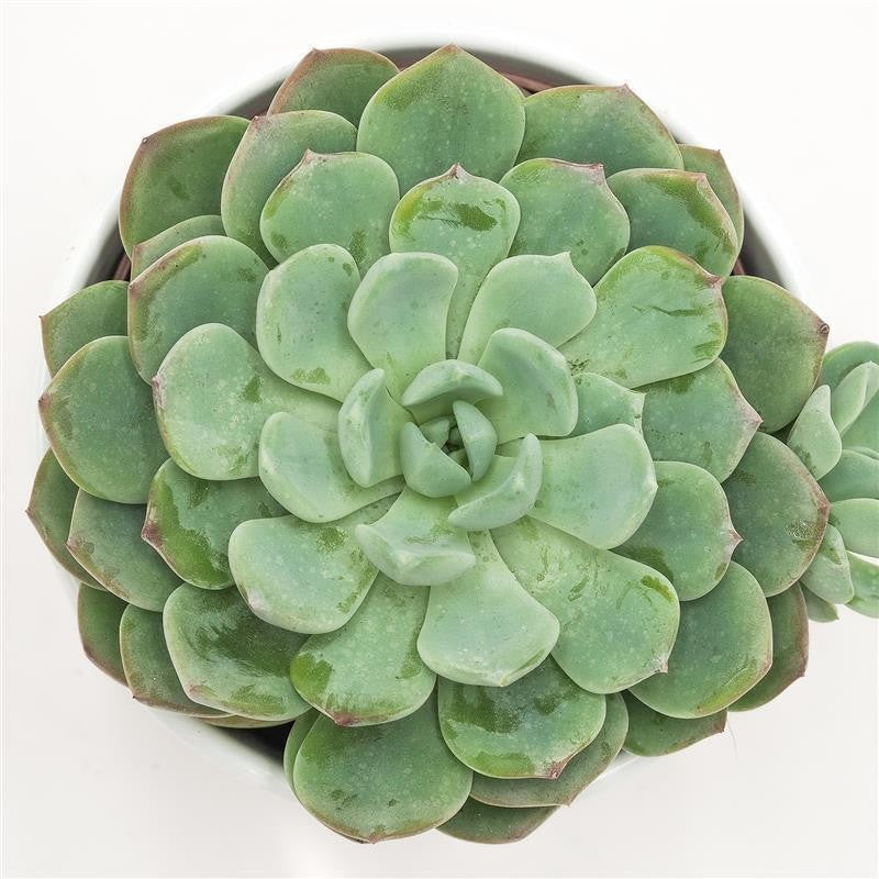Echeveria Garoto - 10,5cm