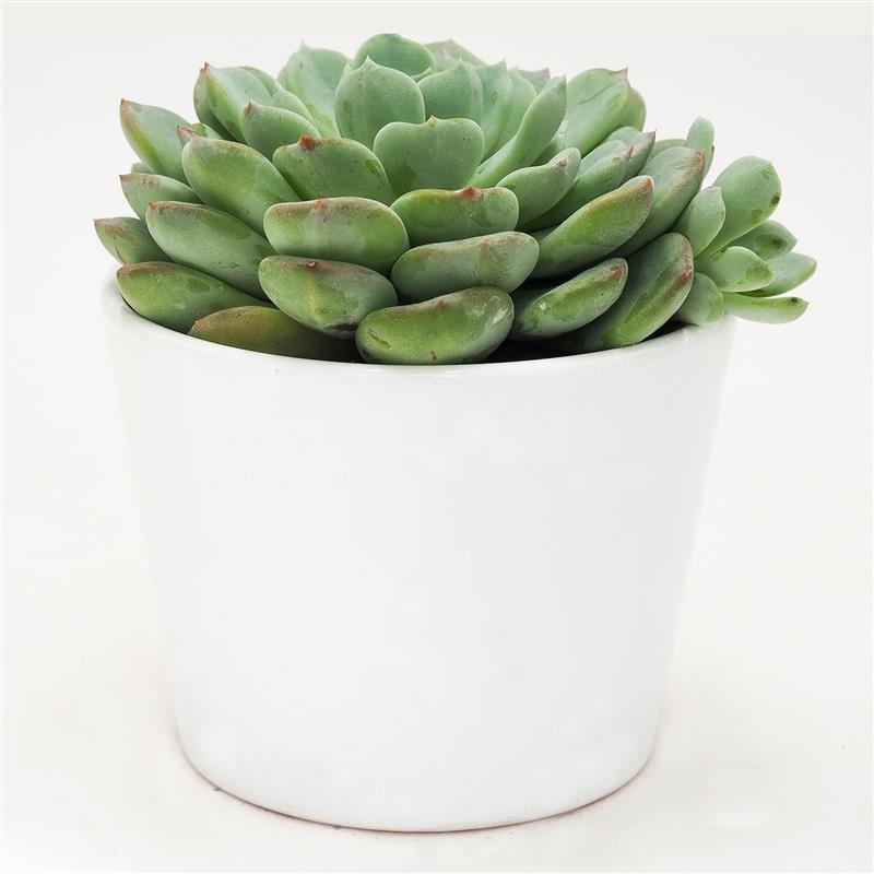 Echeveria Garoto - 10.5cm