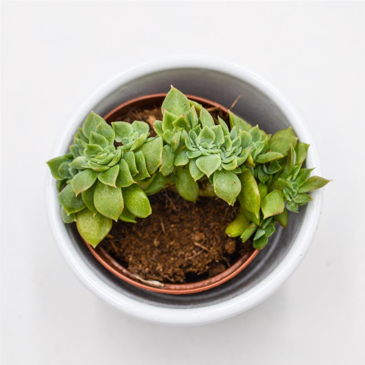 Echeveria gilva Cristata - 5.5cm