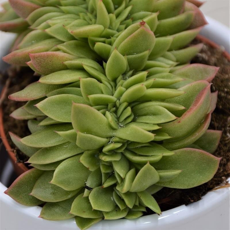 Echeveria gilva Cristata - 8.5cm