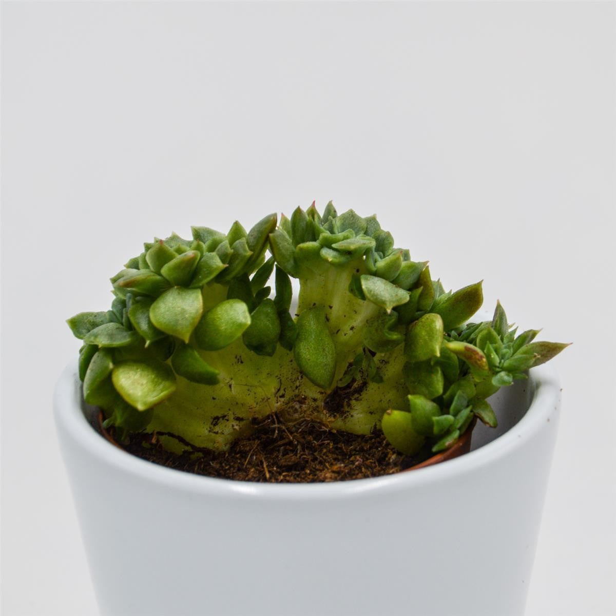 Echeveria gilva Cristata - 5.5cm