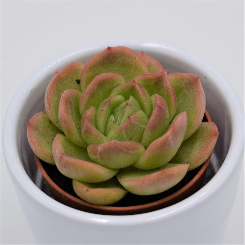 Echeveria Gilva - 5.5cm