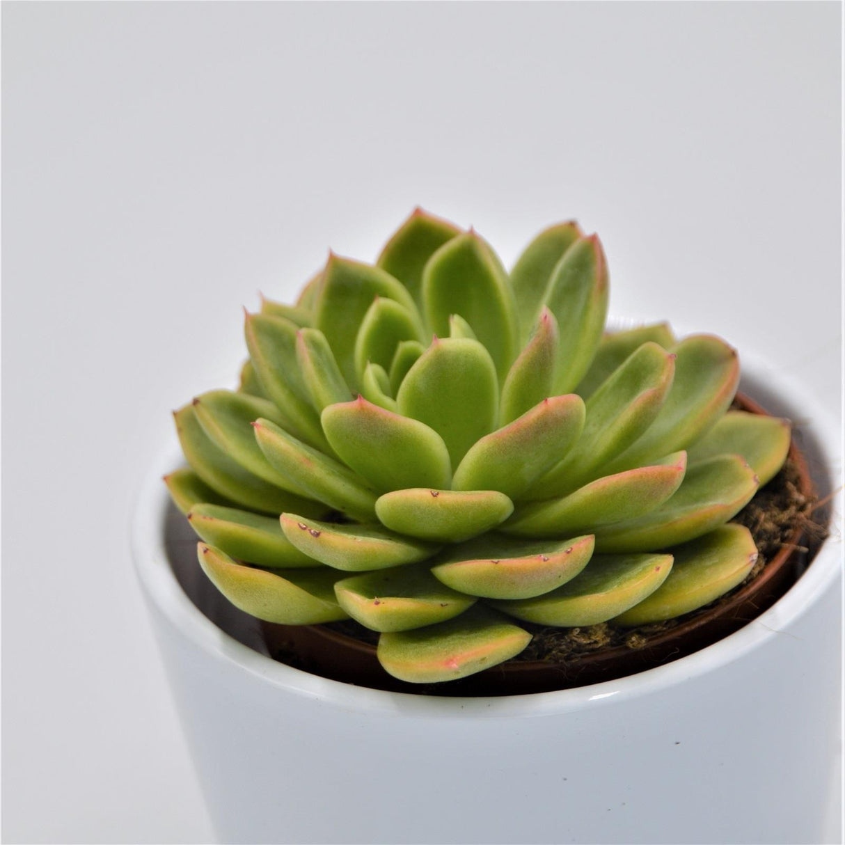 Echeveria Gilva - 8.5cm