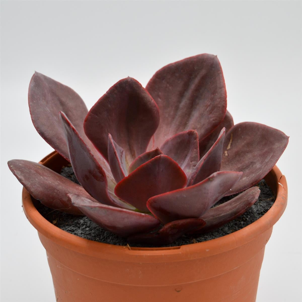 Echeveria Goiabinha - 17cm