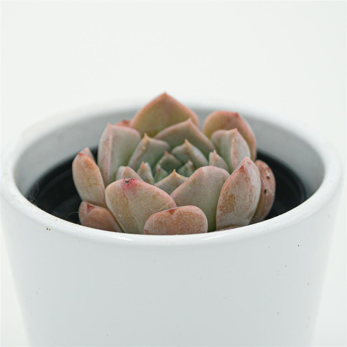 Echeveria Grace Surprise - 6cm