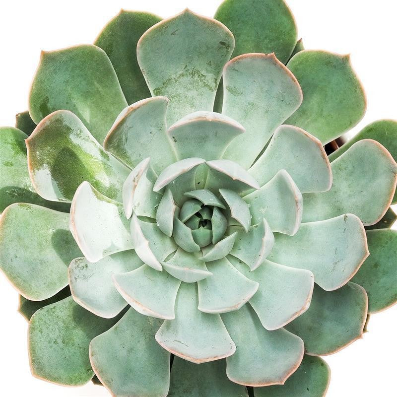 Echeveria Grande Cinza - 12cm