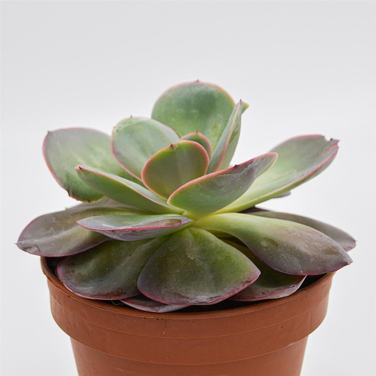 Echeveria Green Pacific - 14cm