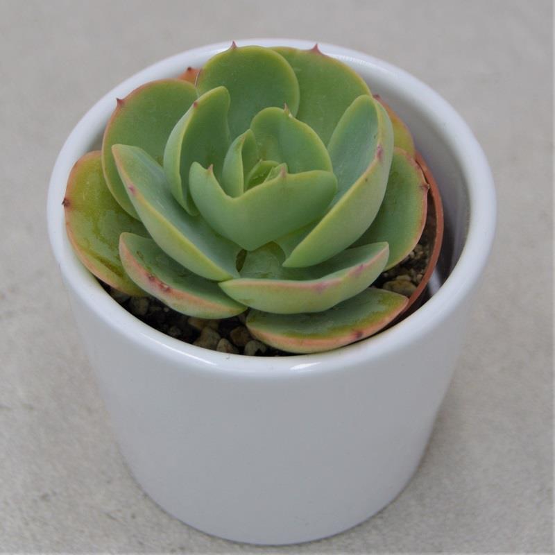 Echeveria Green Spoon - 6cm