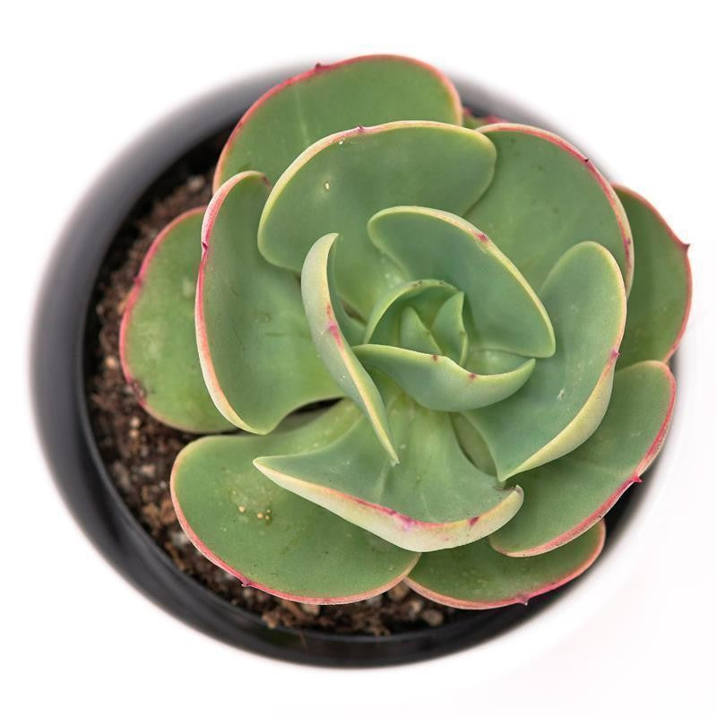 Echeveria Green Spoon - 10.5cm