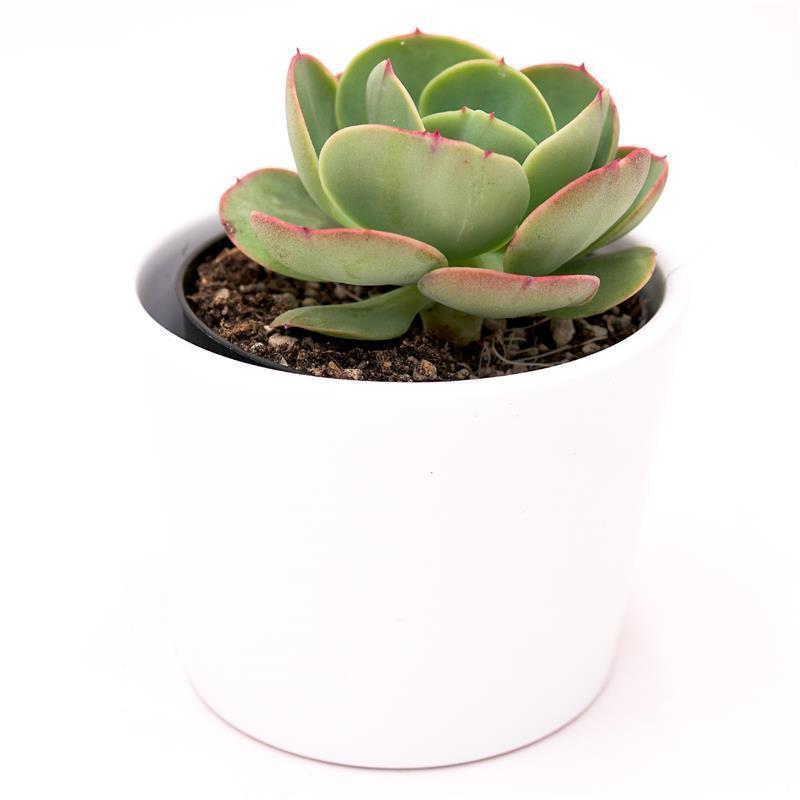 Echeveria Green Spoon - 10.5cm
