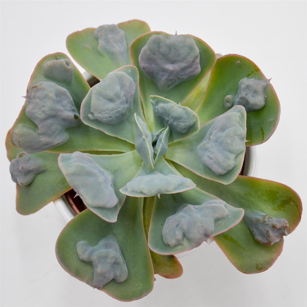 Echeveria Hearts Delight - 10.5cm
