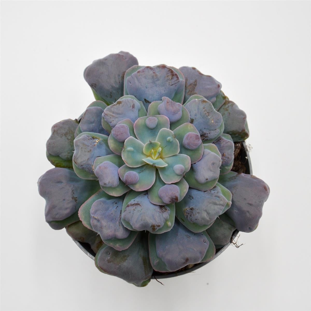 Echeveria Hearts Delight - 13cm