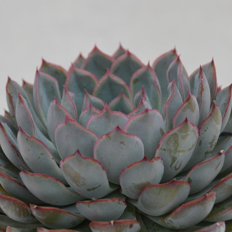 Echeveria Hercules - 10.5cm