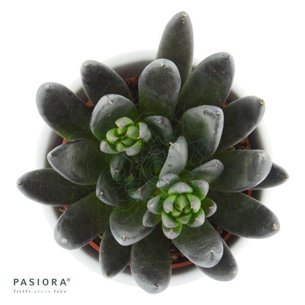 Enchanté Echeveria, 3 Stück