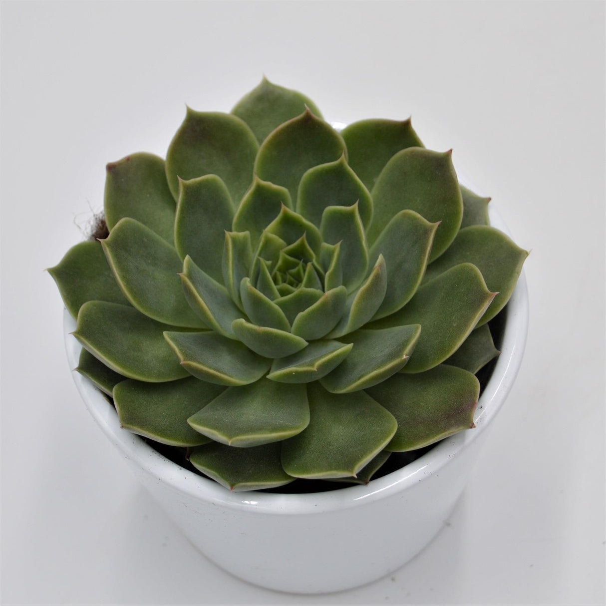 Echeveria Lina - 8,5cm