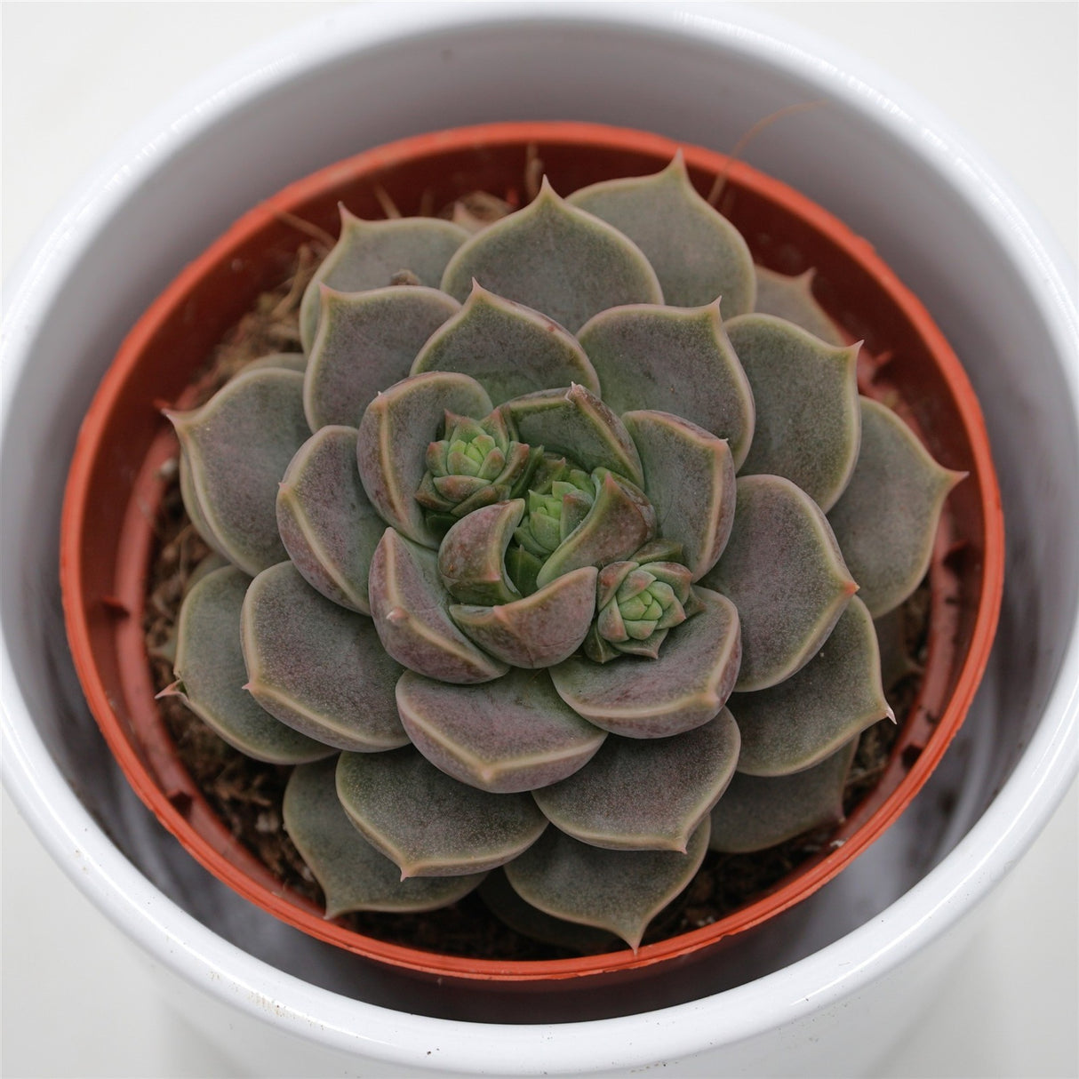 Echeveria Marsic - 8.5cm