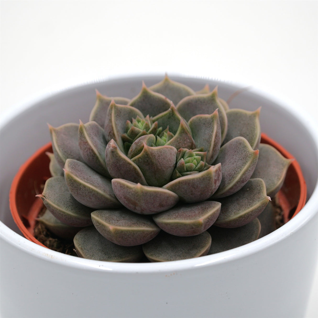 Echeveria Marsic - 8,5cm