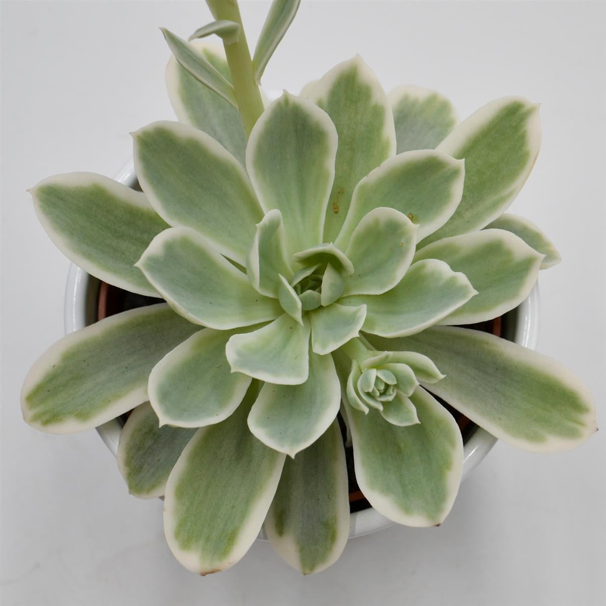 Echeveria Lemon Rose f. variegata - 10.5cm