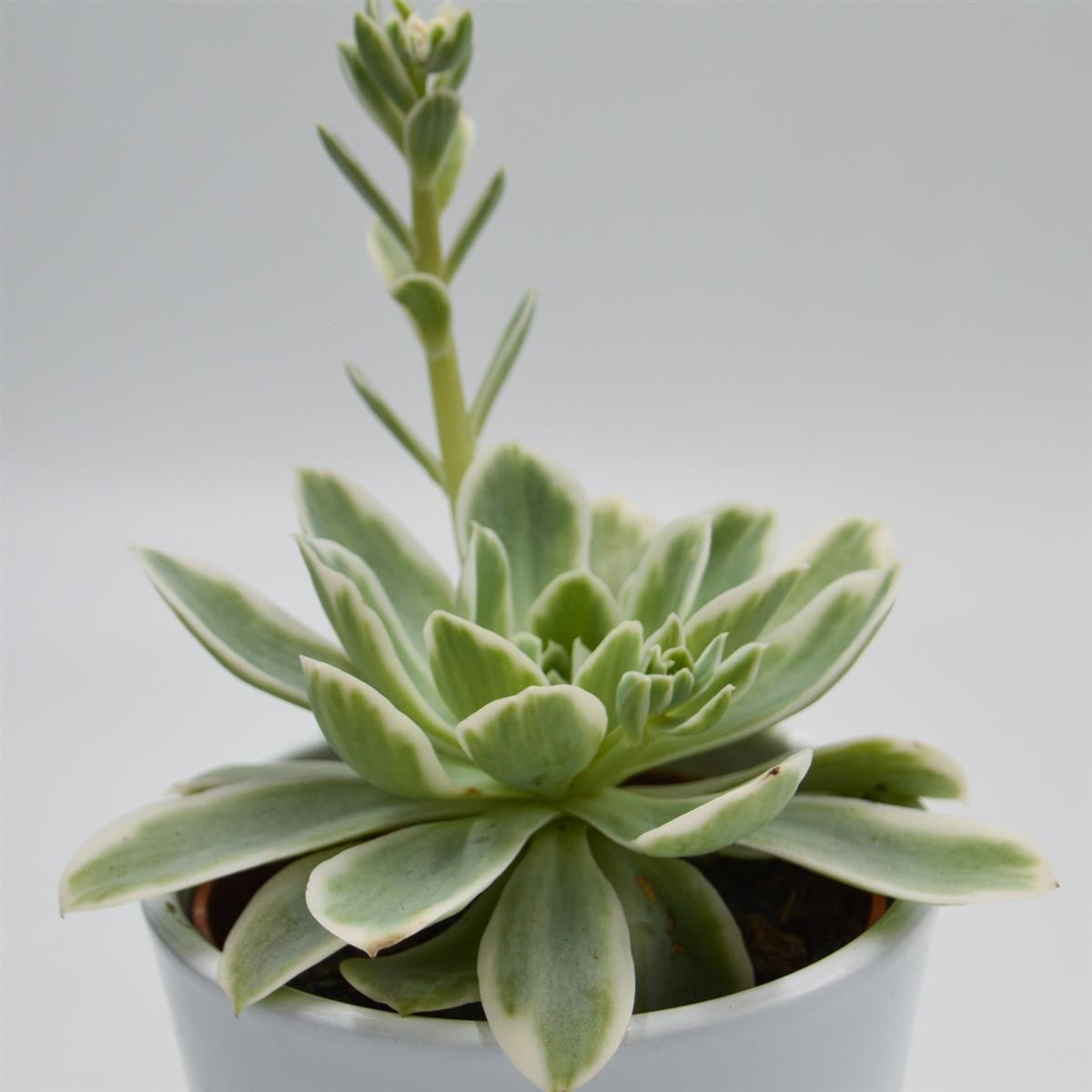 Echeveria Lemon Rose f. variegata - 10.5cm