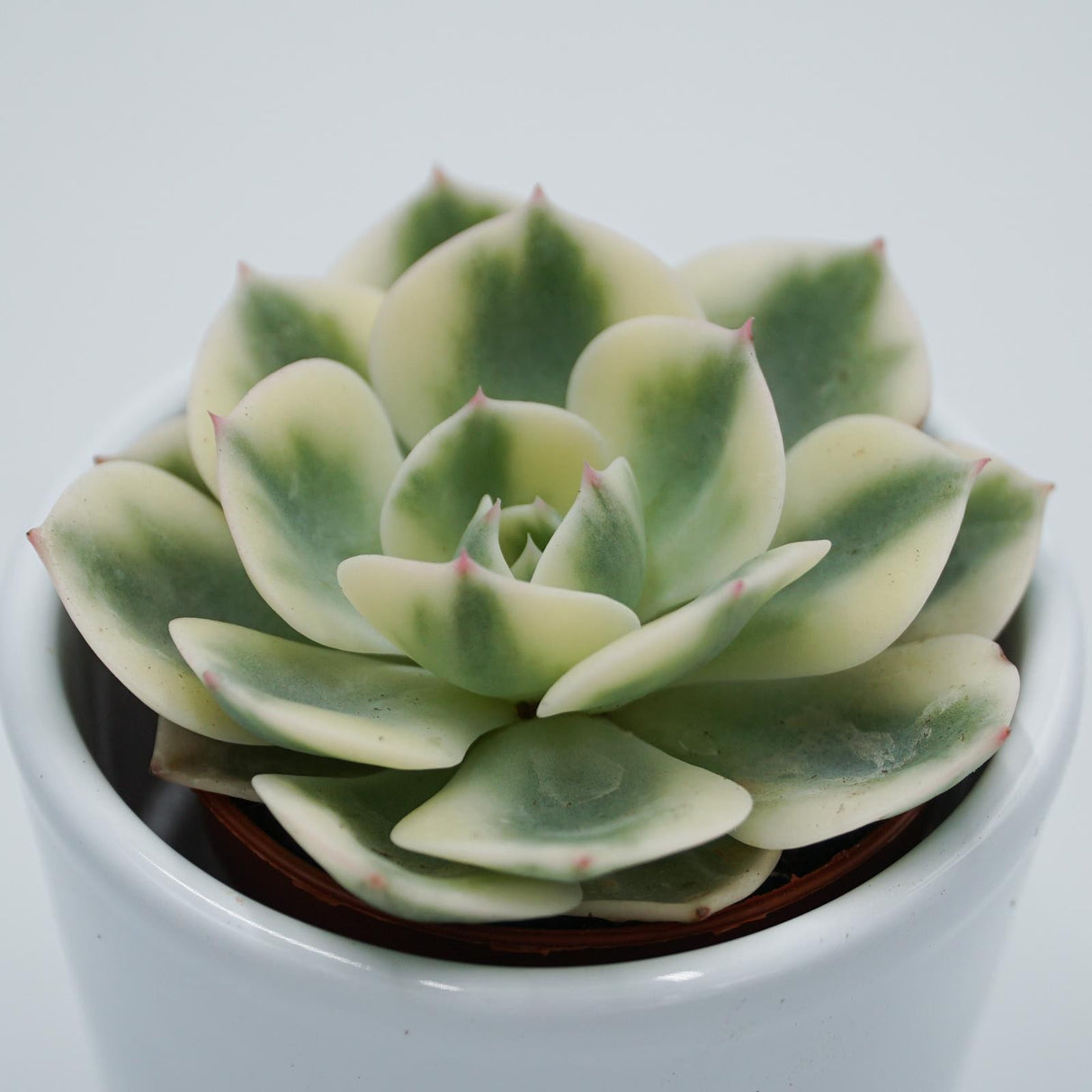 Echeveria Compton Carousel - 5.5cm