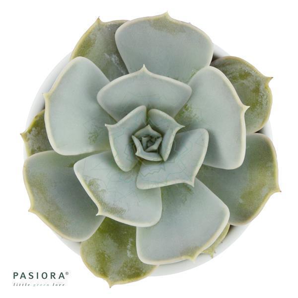 Enchanté Echeveria, 3 Stück