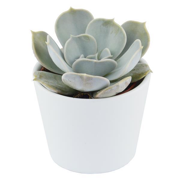 Echeveria lilacina - 6cm