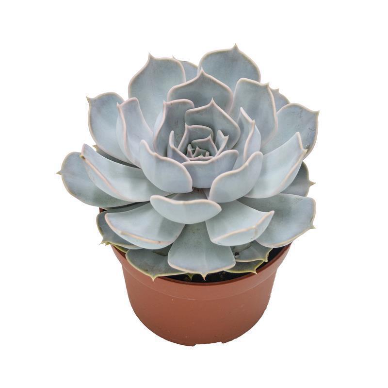 Echeveria lilacina - 10.5cm