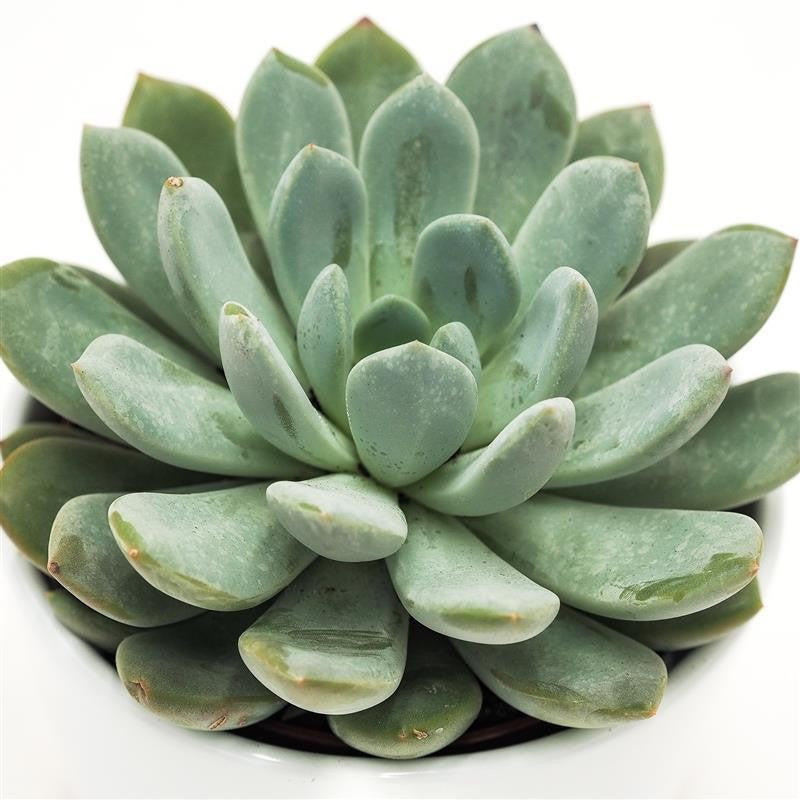 x Pachyveria Linda - 10.5cm