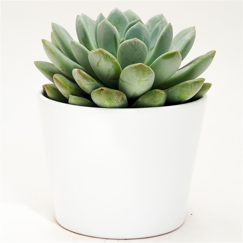 x Pachyveria Linda - 10.5cm