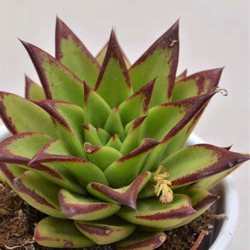 Echeveria agavoides Lipstick - 8.5cm