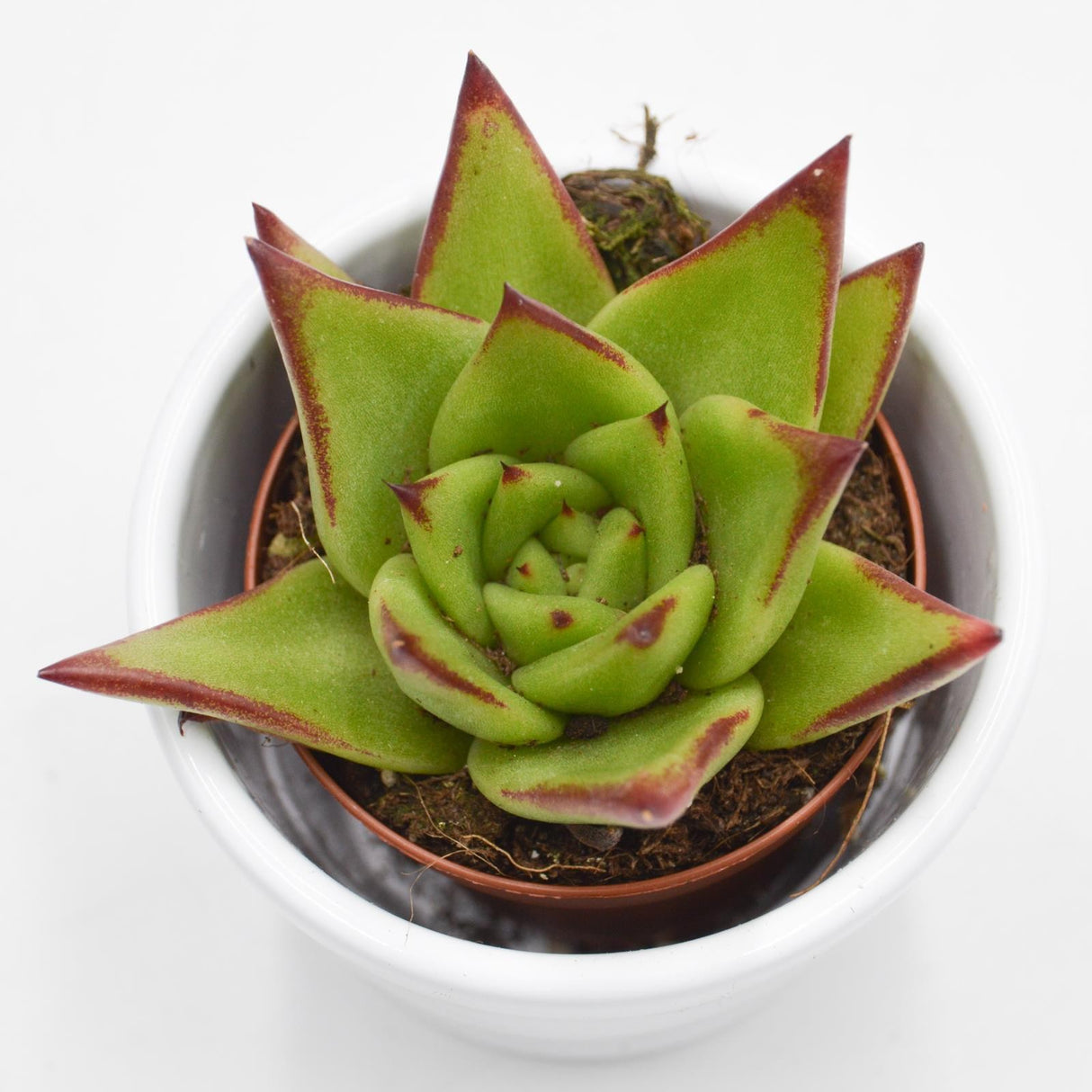 Echeveria agavoides Lipstick - 6cm