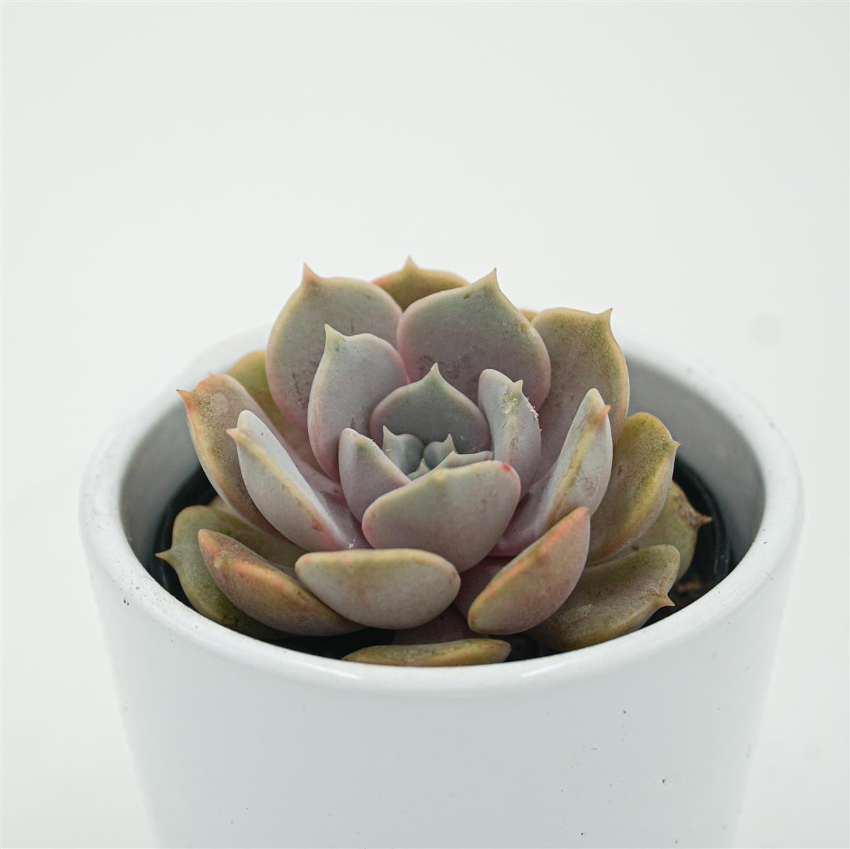 Echeveria Lola f. Purpur - 6cm